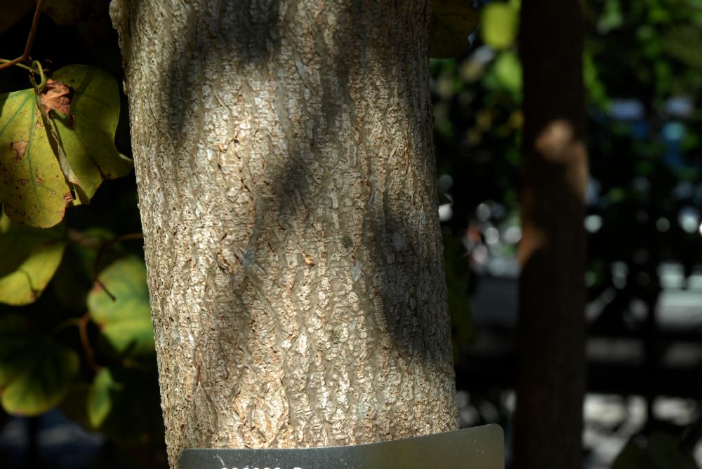 Sapindaceae Majidea zanguebarica