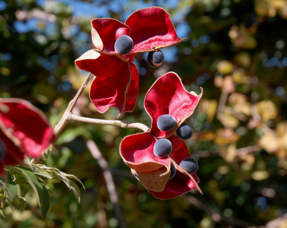 Sapindaceae Majidea zanguebarica