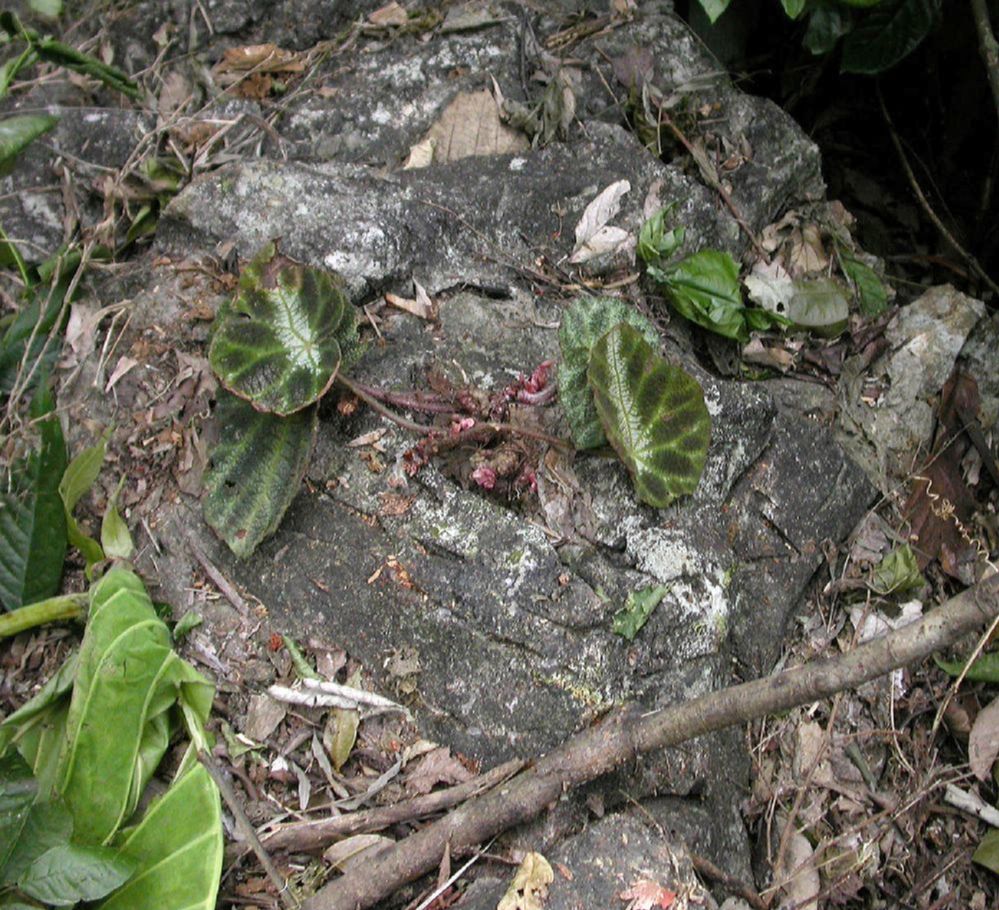 Begoniaceae Begonia 