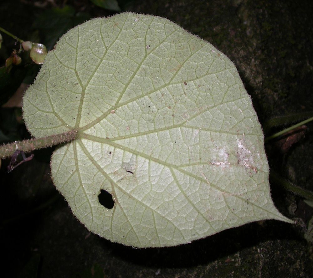 Begoniaceae Begonia 