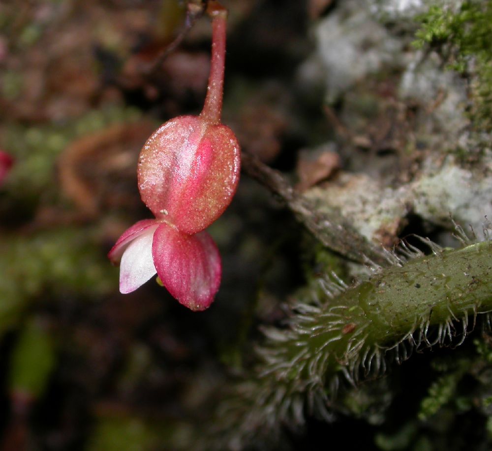Begoniaceae Begonia 