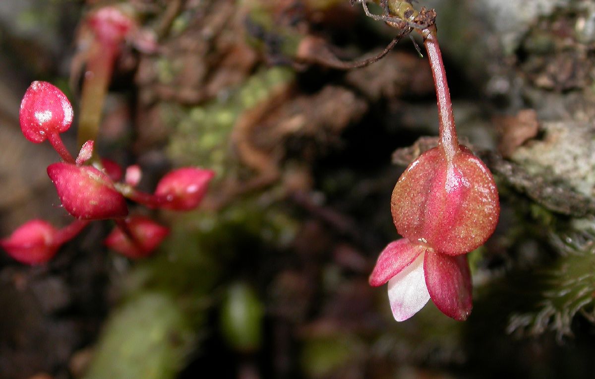 Begoniaceae Begonia 