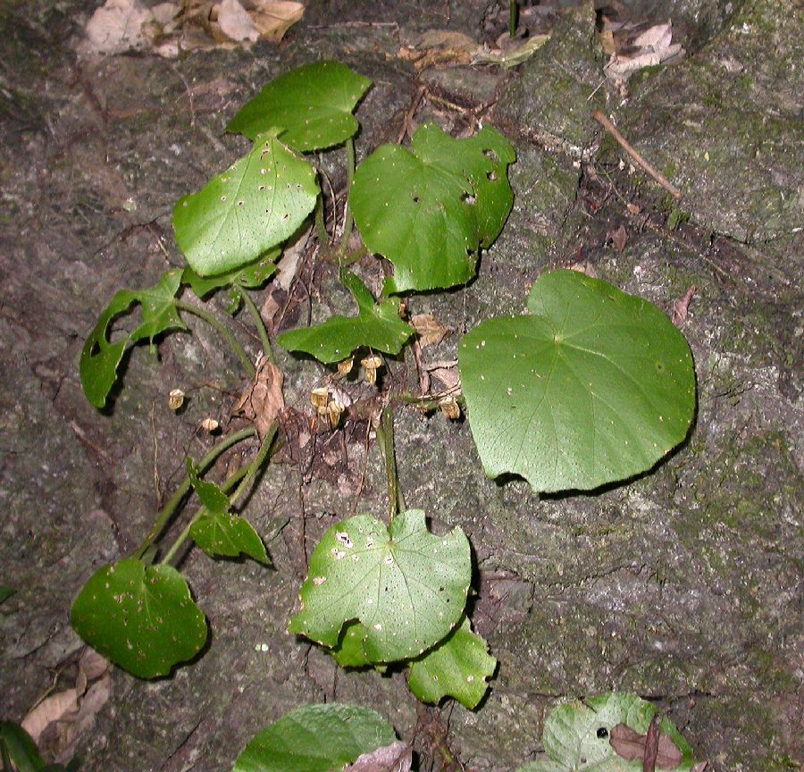 Begoniaceae Begonia 