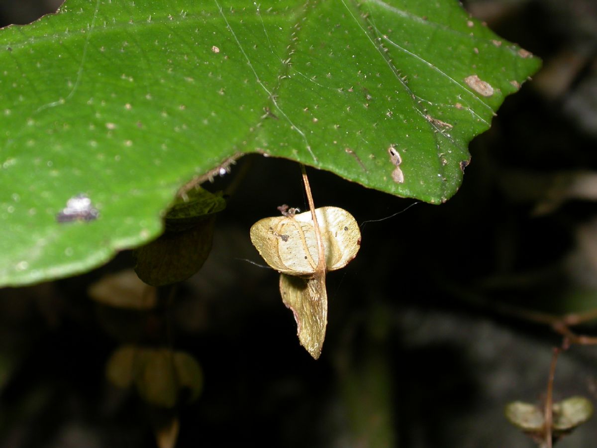 Begoniaceae Begonia 