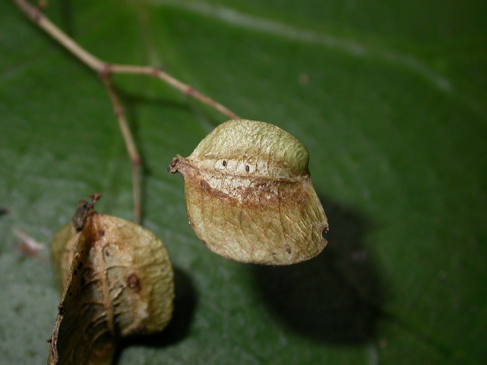 Begoniaceae Begonia 