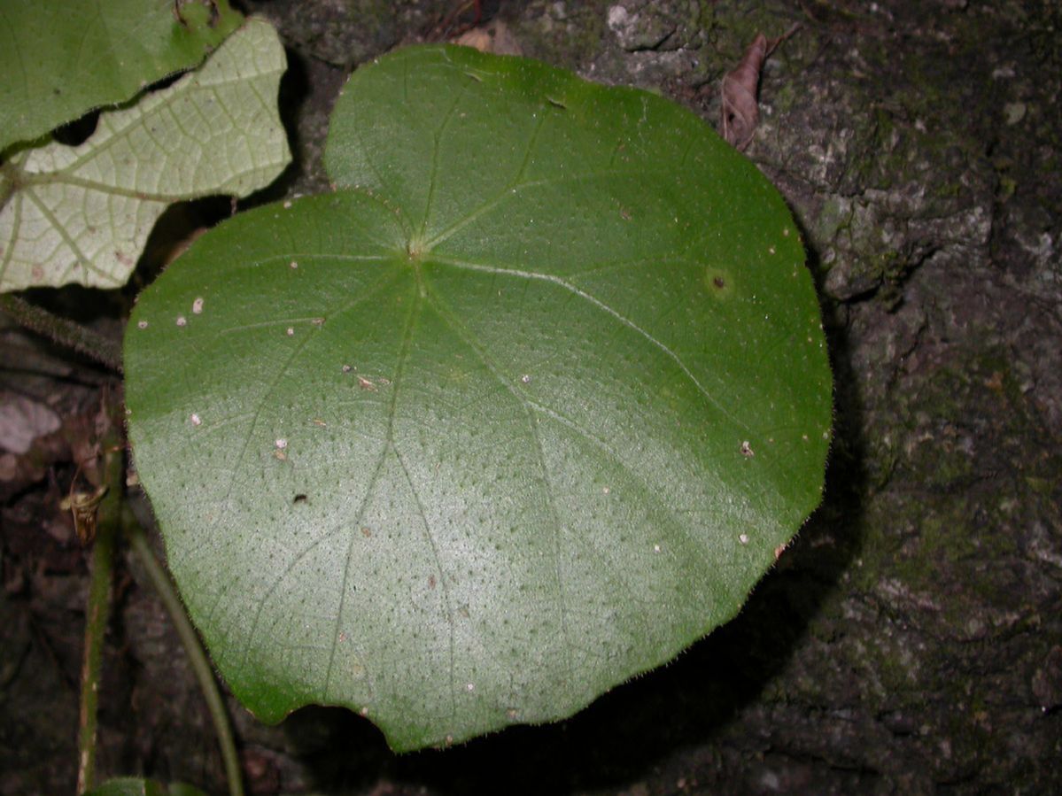 Begoniaceae Begonia 