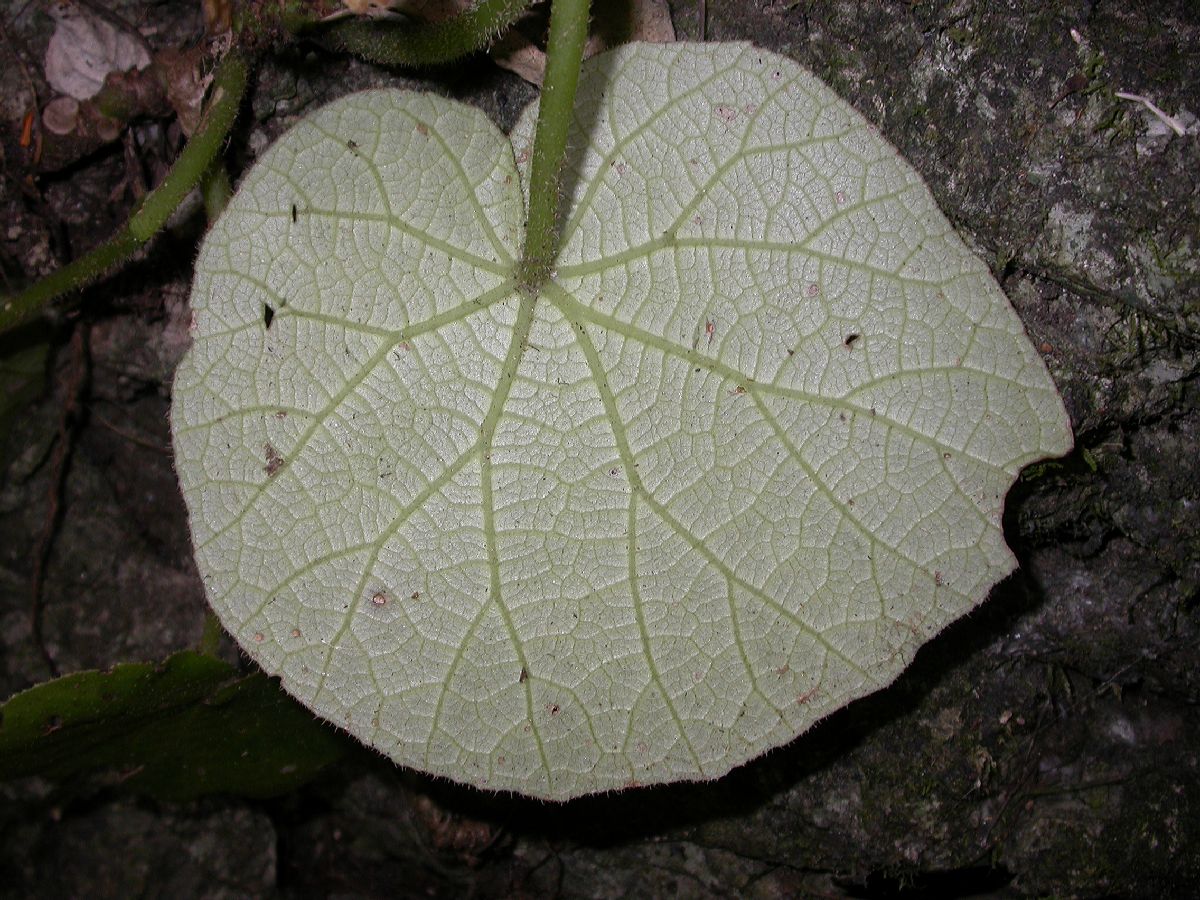 Begoniaceae Begonia 