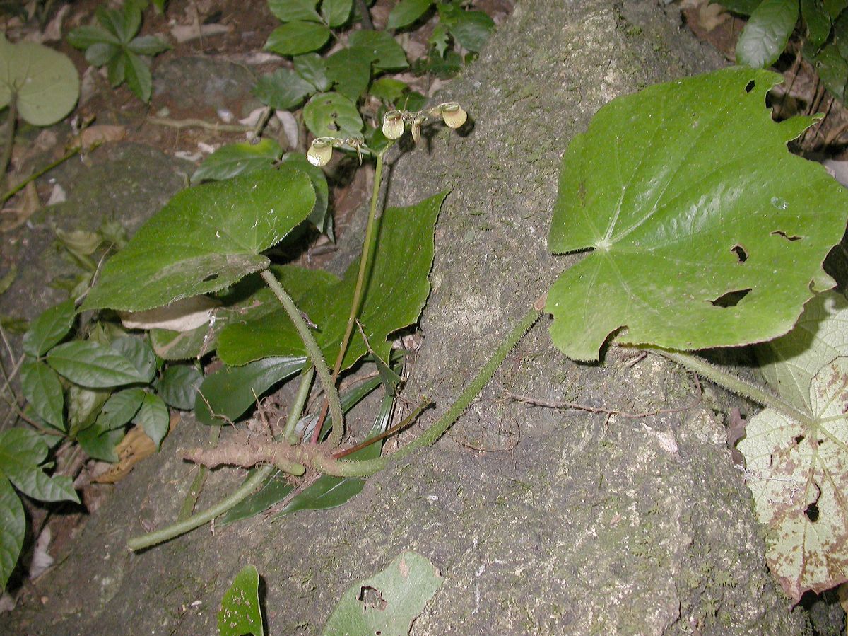 Begoniaceae Begonia 