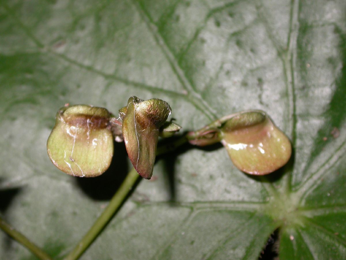 Begoniaceae Begonia 