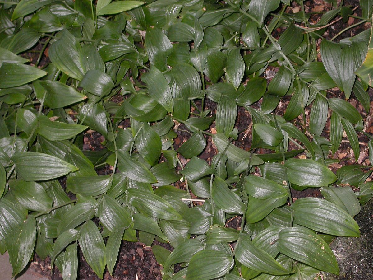 Colchicaceae Schelhammera undulata