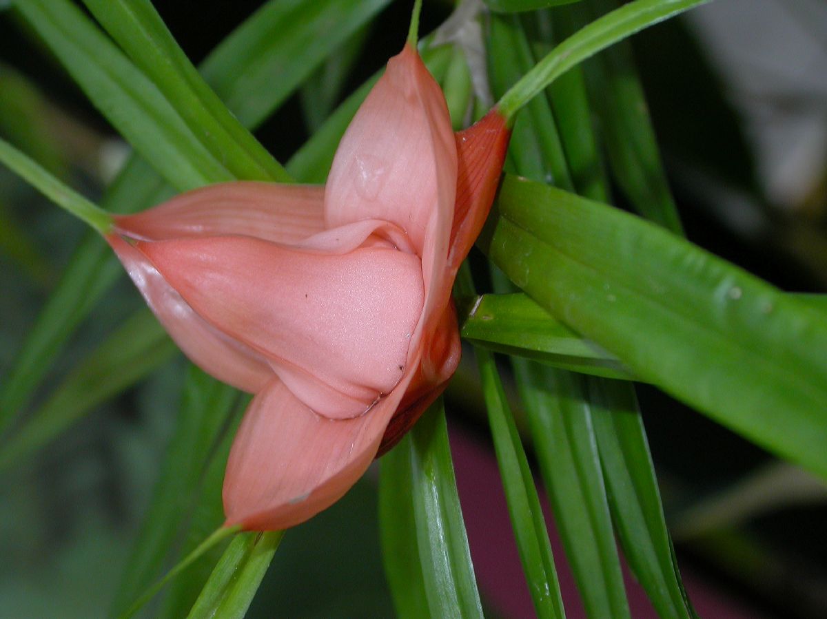 Pandanaceae Freycinetia multiflora