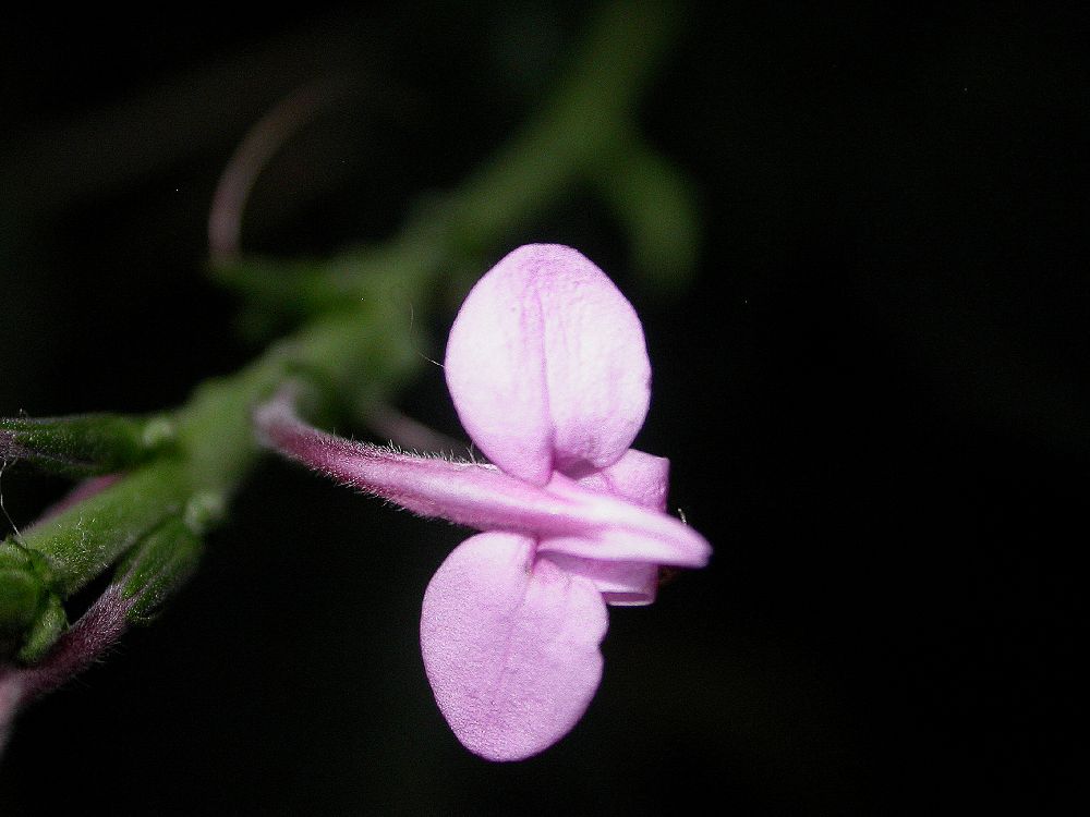 Acanthaceae Sciaphyllum amoenum