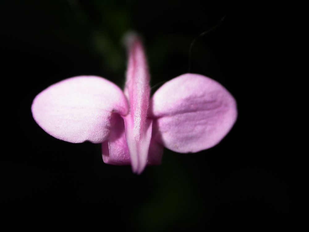 Acanthaceae Sciaphyllum amoenum