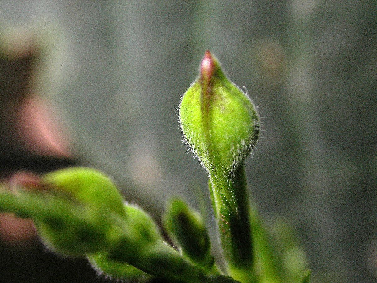 Acanthaceae Sciaphyllum amoenum