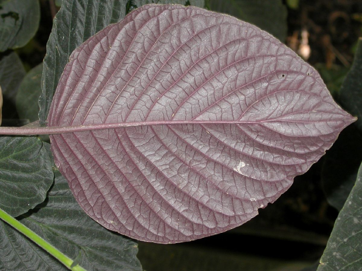 Acanthaceae Sciaphyllum amoenum
