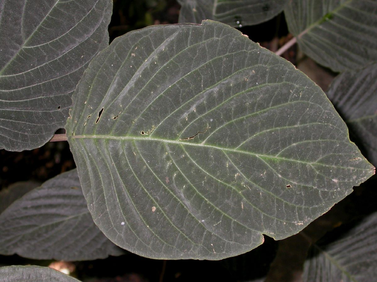 Acanthaceae Sciaphyllum amoenum