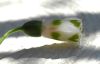 image of Galanthus elwesii