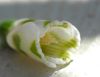 image of Galanthus elwesii