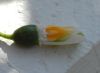 image of Galanthus elwesii
