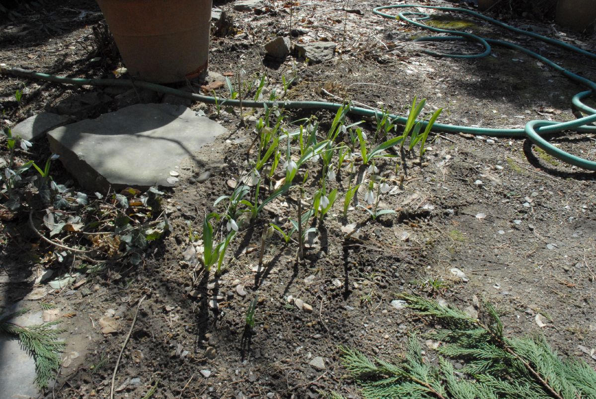 Amaryllidaceae Galanthus elwesii