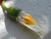 image of Galanthus elwesii