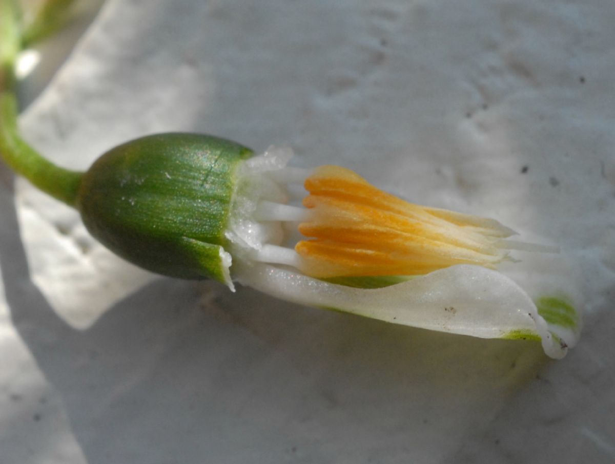 Amaryllidaceae Galanthus elwesii