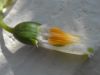 image of Galanthus elwesii