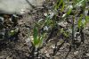 image of Galanthus elwesii