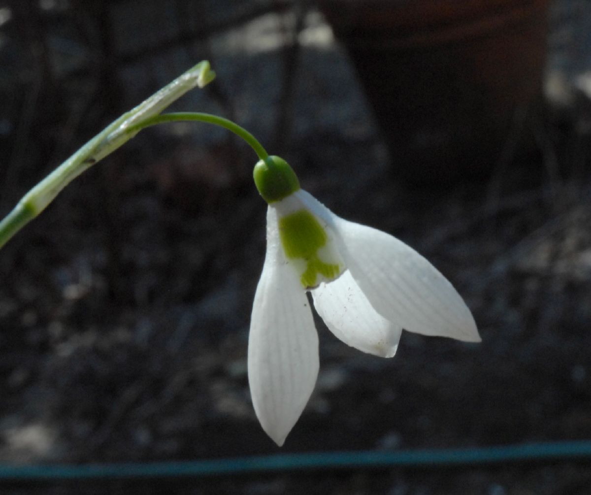 Amaryllidaceae Galanthus elwesii