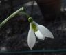 image of Galanthus elwesii
