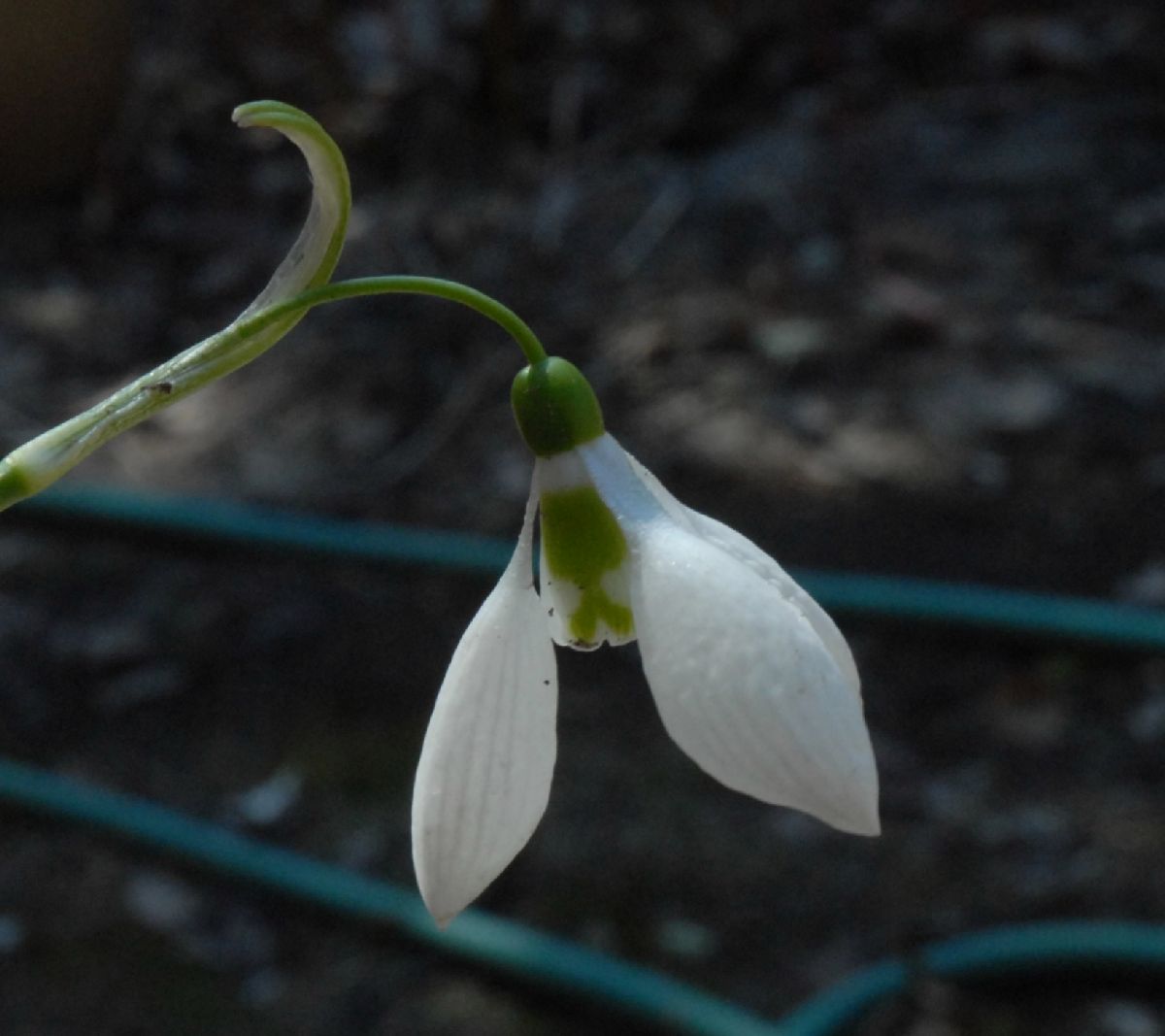 Amaryllidaceae Galanthus elwesii