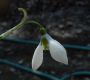 image of Galanthus elwesii