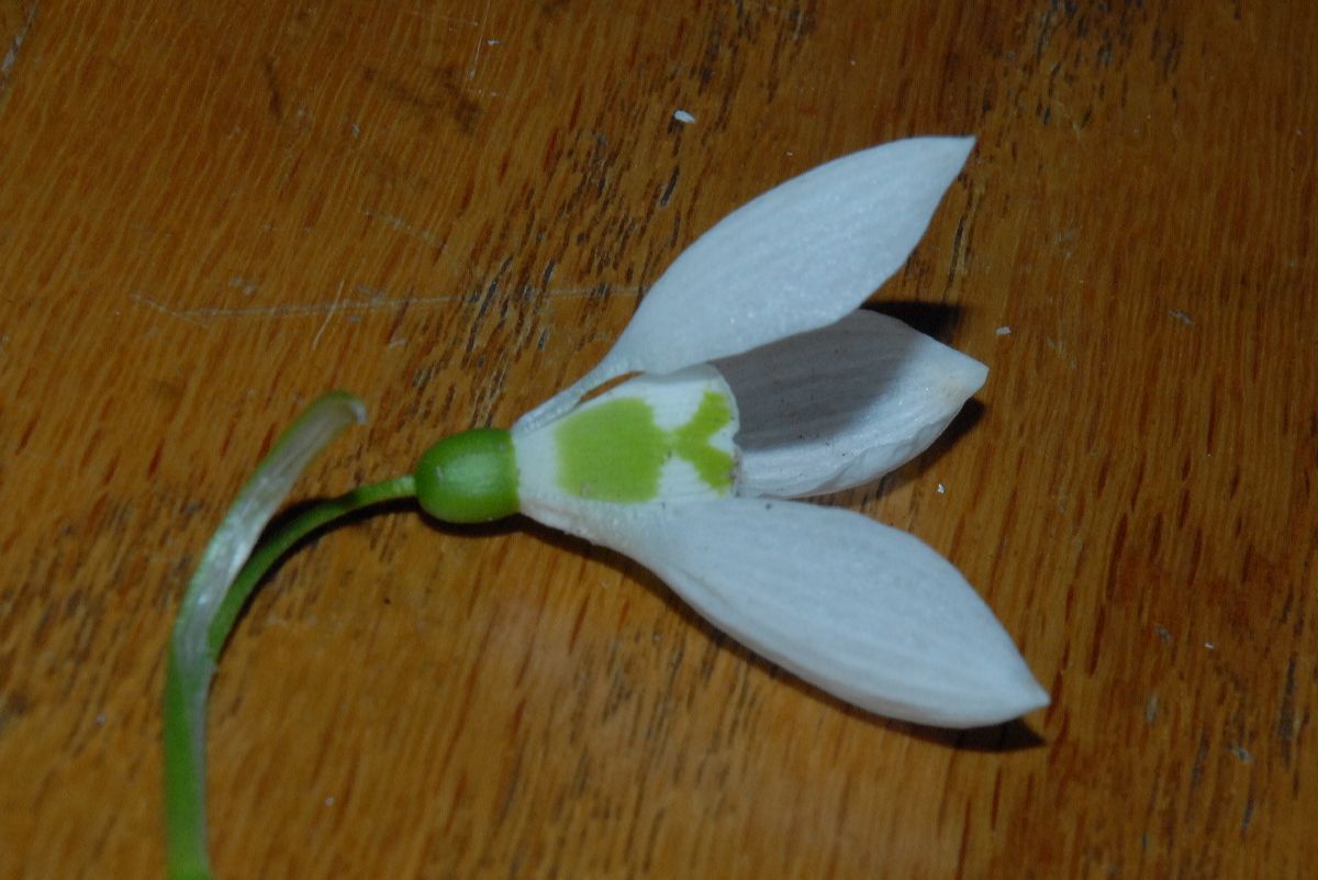 Amaryllidaceae Galanthus elwesii
