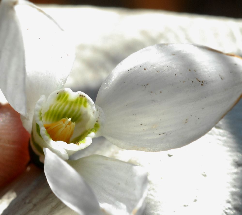 Amaryllidaceae Galanthus elwesii