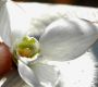 image of Galanthus elwesii