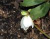 image of Helleborus niger