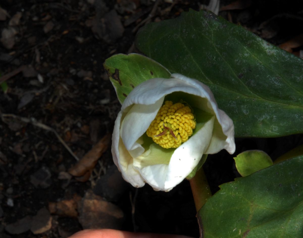 Ranunculaceae Helleborus niger