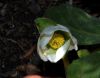 image of Helleborus niger