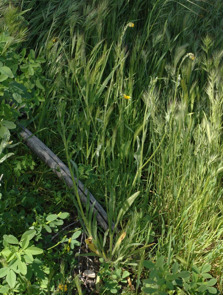 Boraginaceae Amsinckia intermedia