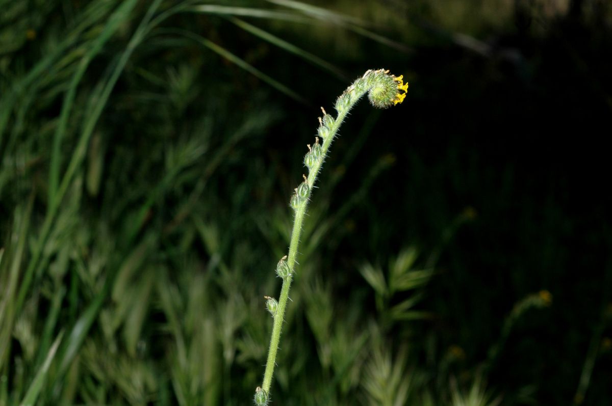 Boraginaceae Amsinckia intermedia