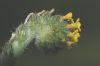 image of Amsinckia intermedia