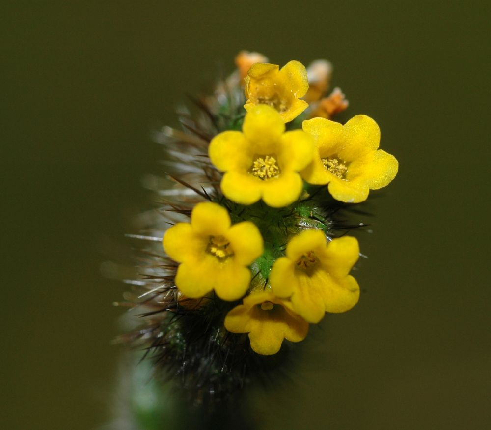 Boraginaceae Amsinckia intermedia
