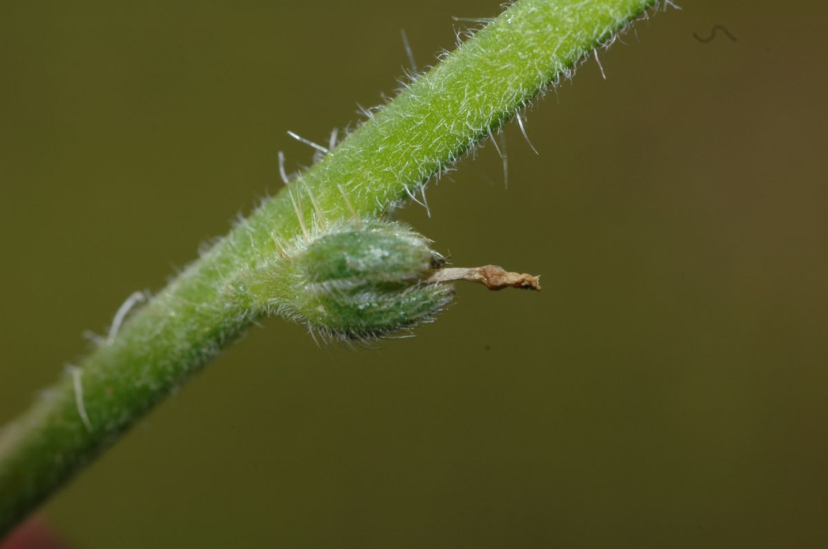 Boraginaceae Amsinckia intermedia
