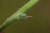 image of Amsinckia intermedia