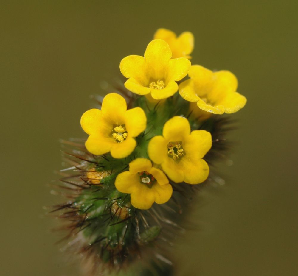 Boraginaceae Amsinckia intermedia