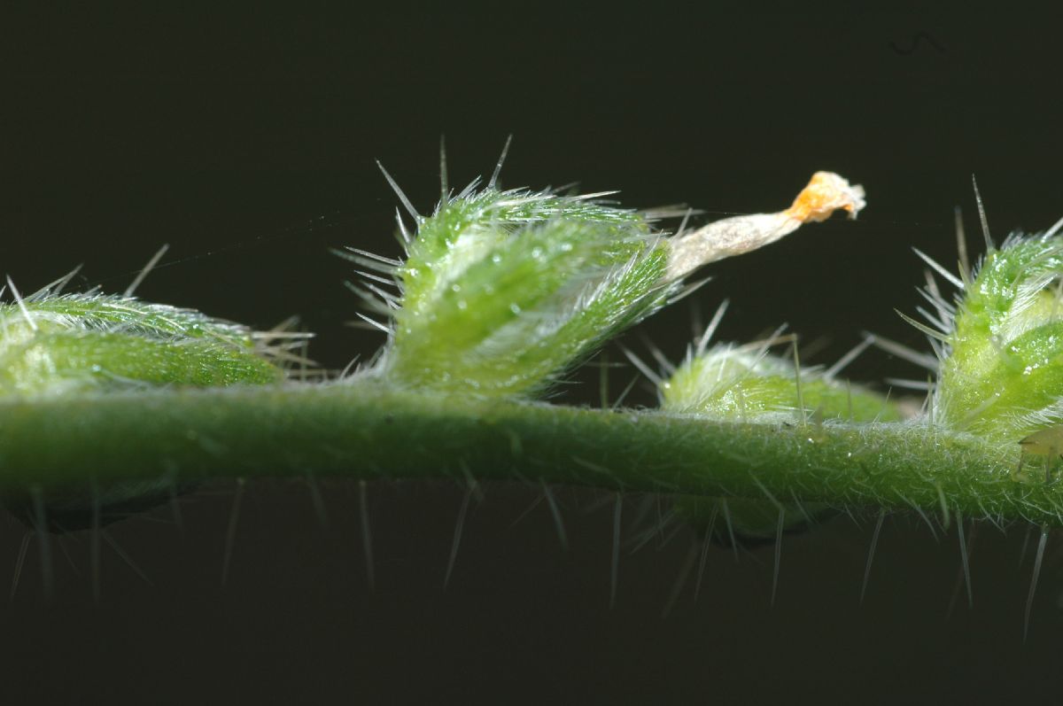 Boraginaceae Amsinckia intermedia