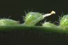 image of Amsinckia intermedia
