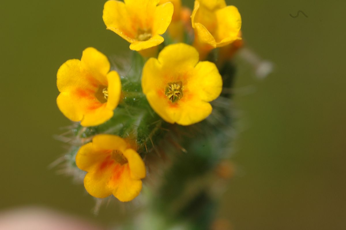 Boraginaceae Amsinckia intermedia