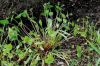 image of Claytonia perfoliata