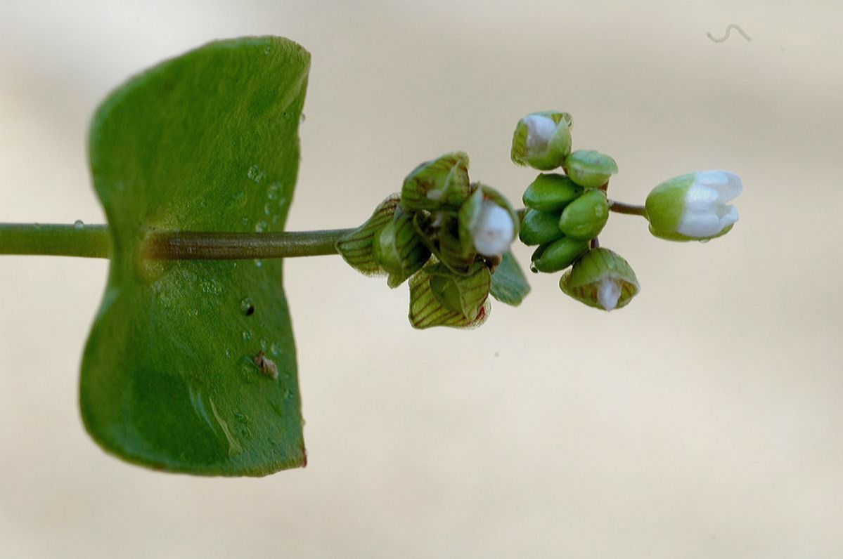 Montiaceae Claytonia perfoliata